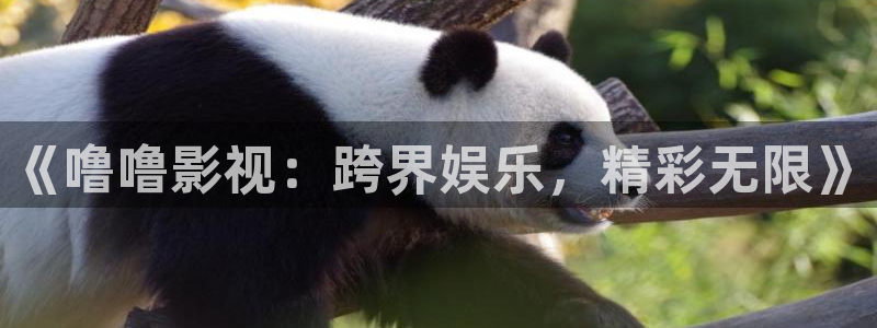 探花视频全集